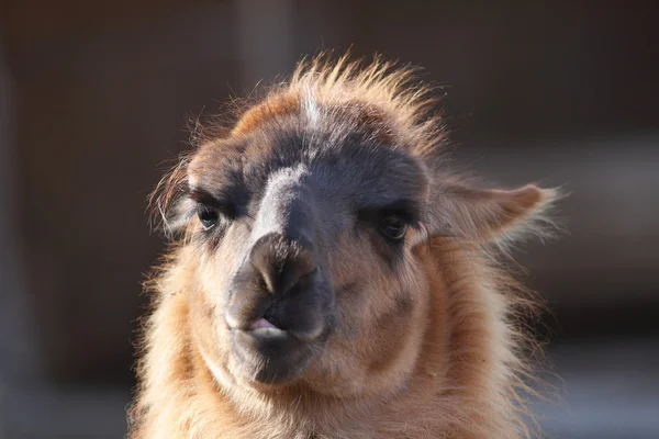 Spitting llama head — Stock Photo, Image