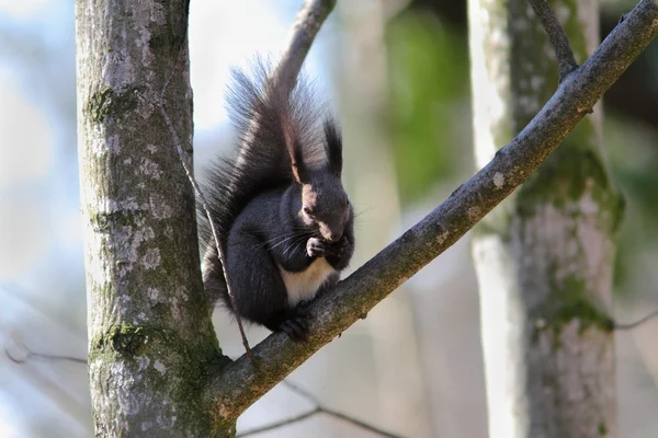 Dziki wiewiórka na oddział — Zdjęcie stockowe