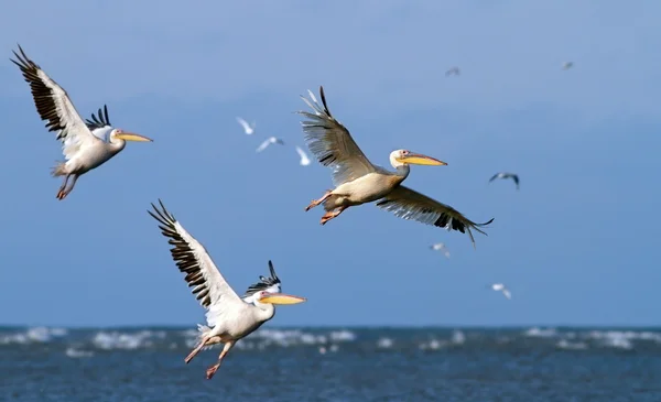 Great pelicans taking off from sea surface — Stock Photo, Image