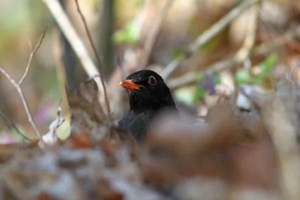 Male common blackbird — Stock Photo, Image