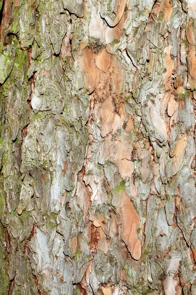 Larix decidua bark detail — Stock Photo, Image