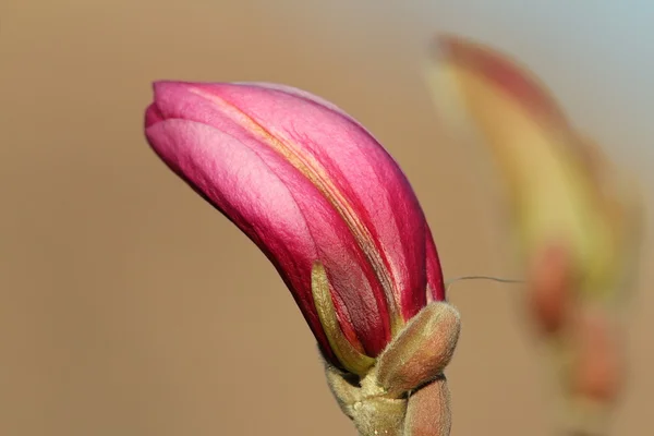 Magnolia όμορφο λουλούδι — Φωτογραφία Αρχείου