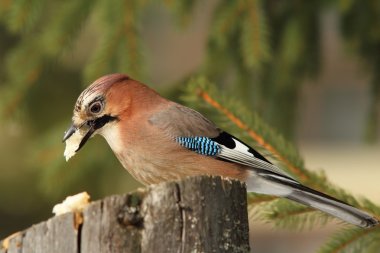 garrulus glandarius üzerinde güdük besleyici yemek