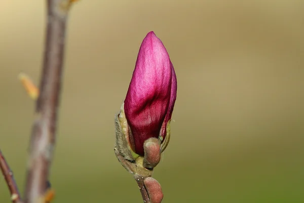 Emerging magnolia purple flower — Stock Photo, Image