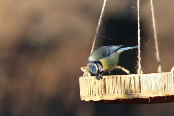 蓝山雀吃小小的种子 — 图库照片