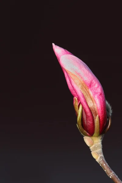 マグノリアの花の紫色の芽 — ストック写真