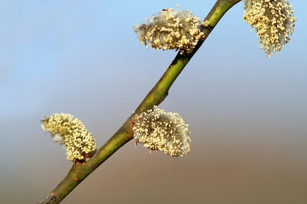 Weidenknospen — Stockfoto