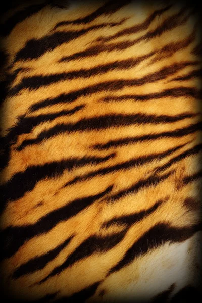 Tigre real texturizado pelt — Fotografia de Stock