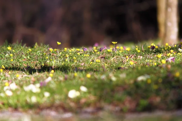 Belle prairie naturelle au printemps — Photo