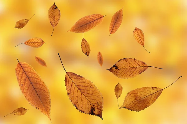 Leaves falling on ground over autumn background — Stock Photo, Image