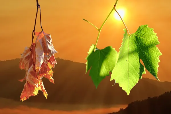 Two life stages on leaves — Stock Photo, Image