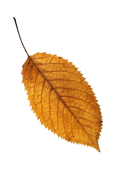 Feuille dorée isolée sur fond blanc — Photo