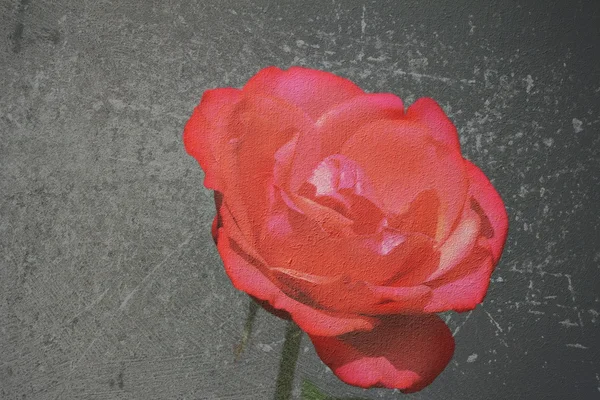 Textured canvas red rose — Stock Photo, Image