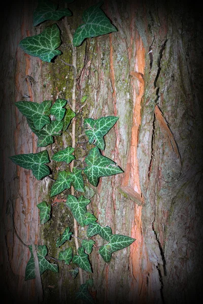 Vild murgröna växer på trädstam — Stockfoto