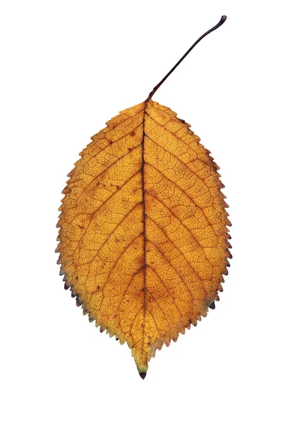 Detalle de hoja de cereza de oro aislado — Foto de Stock