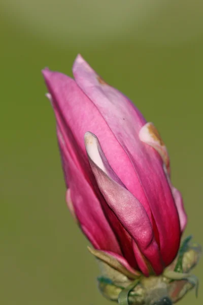 Детали фиолетового цветка дерева магнолии — стоковое фото