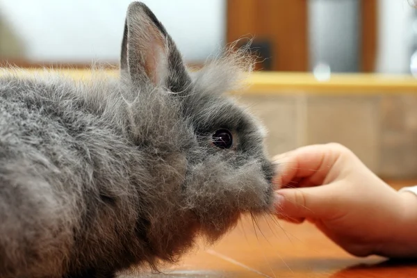 Child hand feeding rabbit — Stock Photo, Image