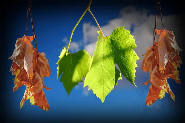 Conceptual image of life and death with leaves — Stock Photo, Image
