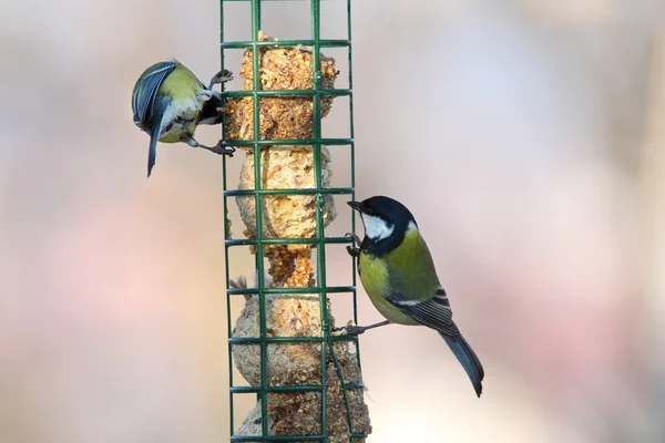 Dwóch różnych gatunków na Karmnik dla ptaków — Zdjęcie stockowe