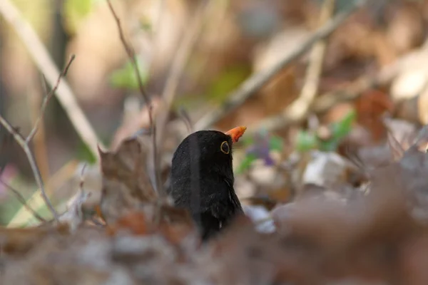 Männliche Amsel versteckt sich zwischen verblichenen Blättern — Stockfoto