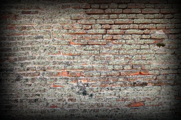 Мосс на старой кирпичной стене — стоковое фото