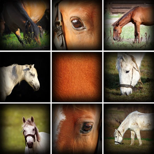 Kolekce obrázků koní — Stock fotografie