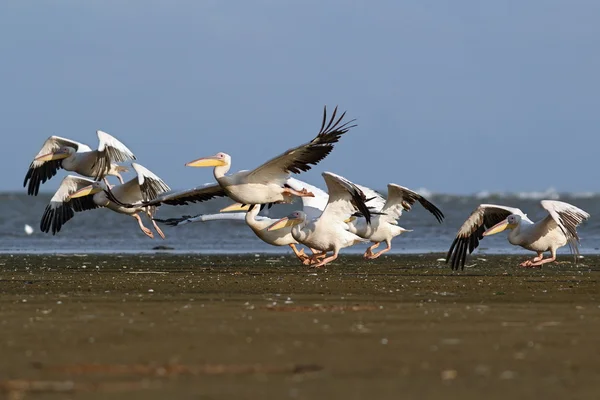 Pelicans flock taking flight from the beach — Stock Photo, Image