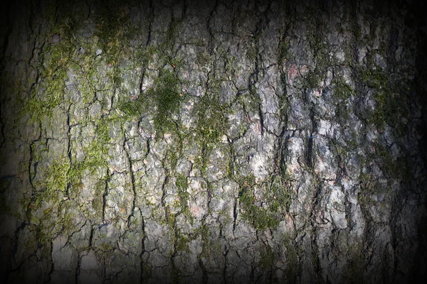 松树树皮覆盖着绿色的苔藓 — 图库照片
