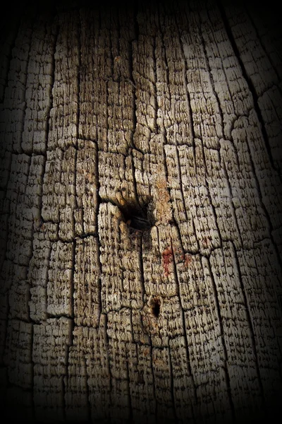 Очень старый текстурированный дуб — стоковое фото