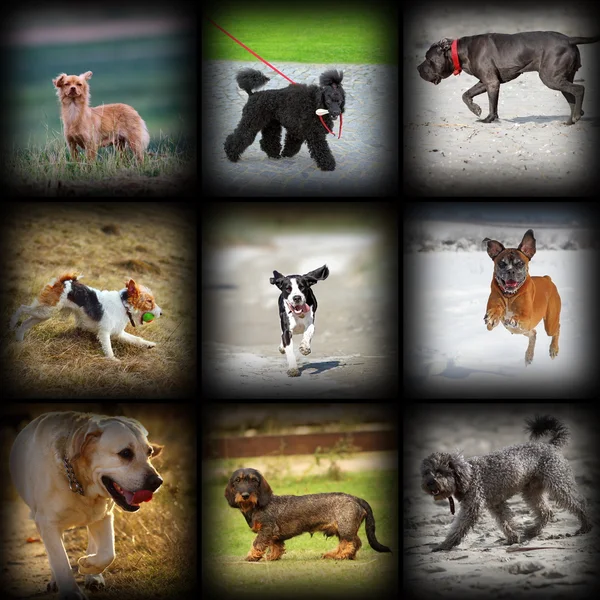 Glückliche Hunde — Stockfoto