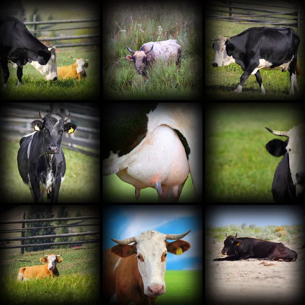 Imágenes de vacas en un collage — Foto de Stock