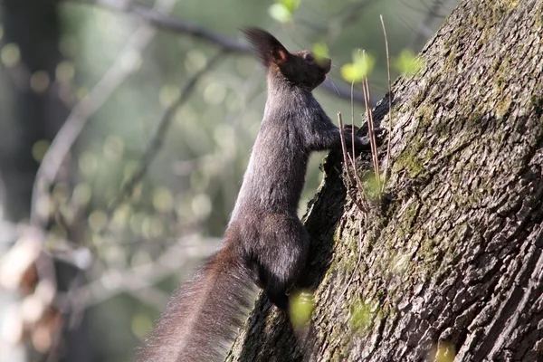 Dziki wiewiórka — Zdjęcie stockowe