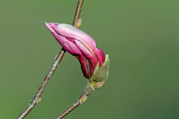 Красивый весенний цветок магнолии — стоковое фото