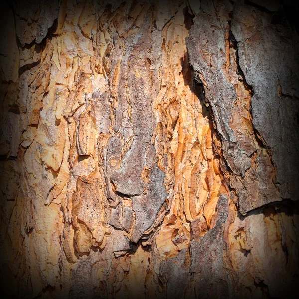 Beautiful colored pine bark — Stock Photo, Image