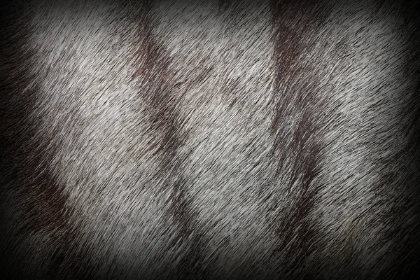 非洲羚羊皮毛 — 图库照片