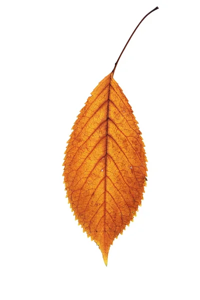 Золотой изолированный опавший лист — стоковое фото