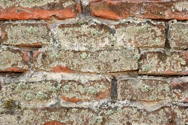 Detaljer om mose på den gamle veggen – stockfoto