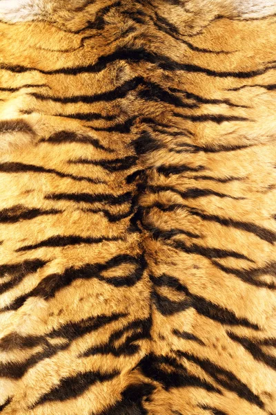 Listras na pele de tigre — Fotografia de Stock