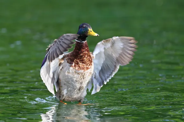 Büyük yeşilbaş ördek kanatlarını Yayilim — Stok fotoğraf