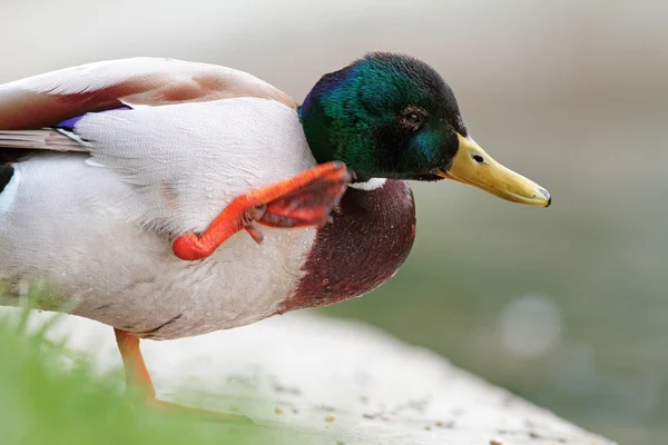 Wild duck scratching its head — Stock Photo, Image