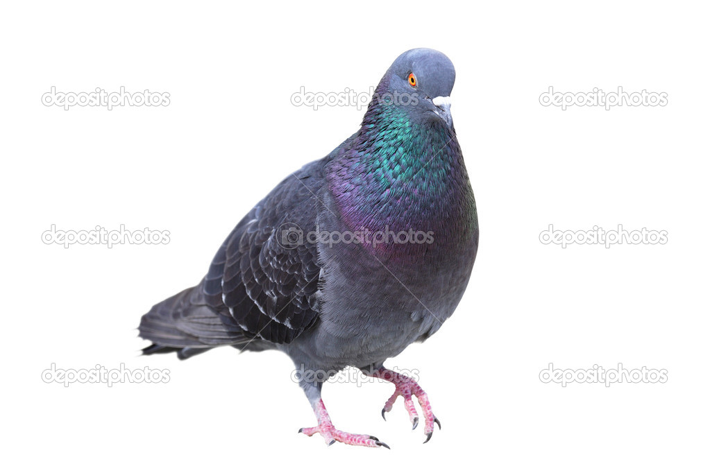 isolated male feral pigeon