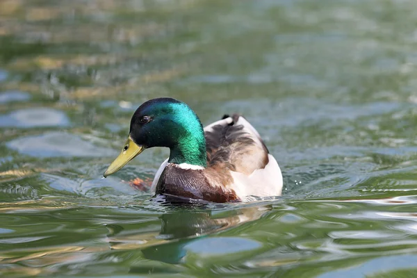 Canard colvert mâle à la surface du lac — Photo