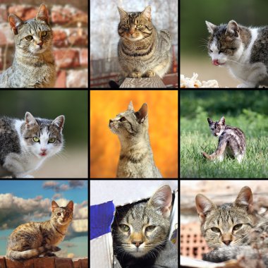 komik kedi resimleri