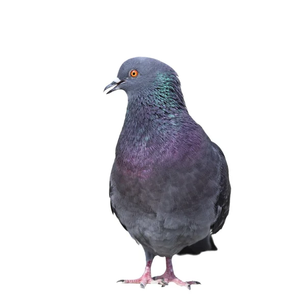 고립 된 야생 비둘기 — 스톡 사진