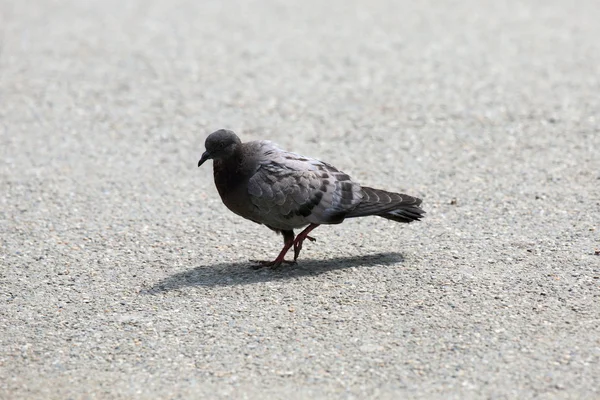 Juvenile feral pigeon — Stock Photo, Image