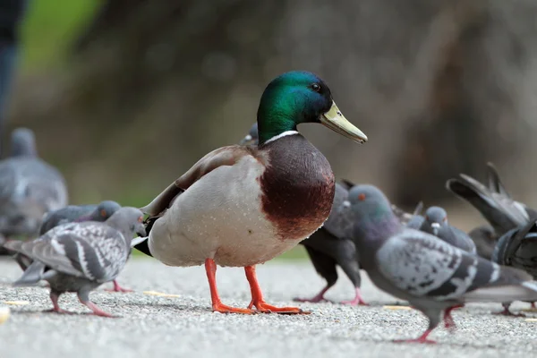 Erkek yeşilbaş ördek güvercinler arasında — Stok fotoğraf