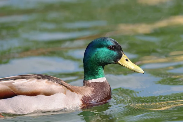 Male mallard portrait — Stock Photo, Image