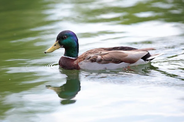 Su yüzeyindeki yeşilbaş ördek — Stok fotoğraf
