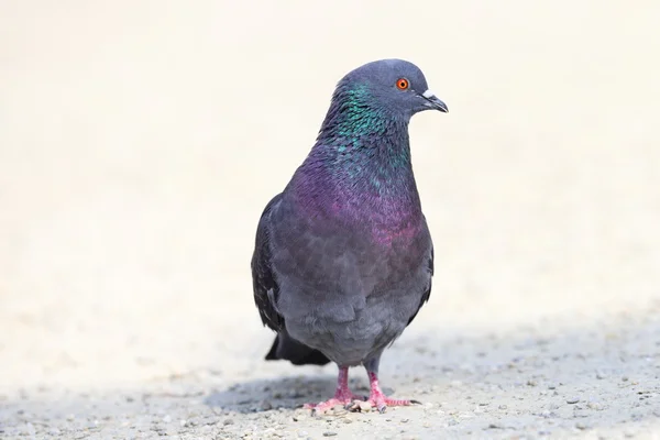 Pombo no beco de cascalho — Fotografia de Stock