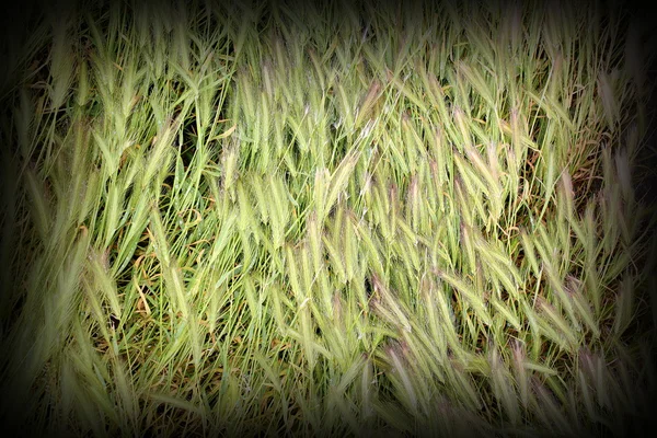 Textured grass inflorescences — Stock Photo, Image